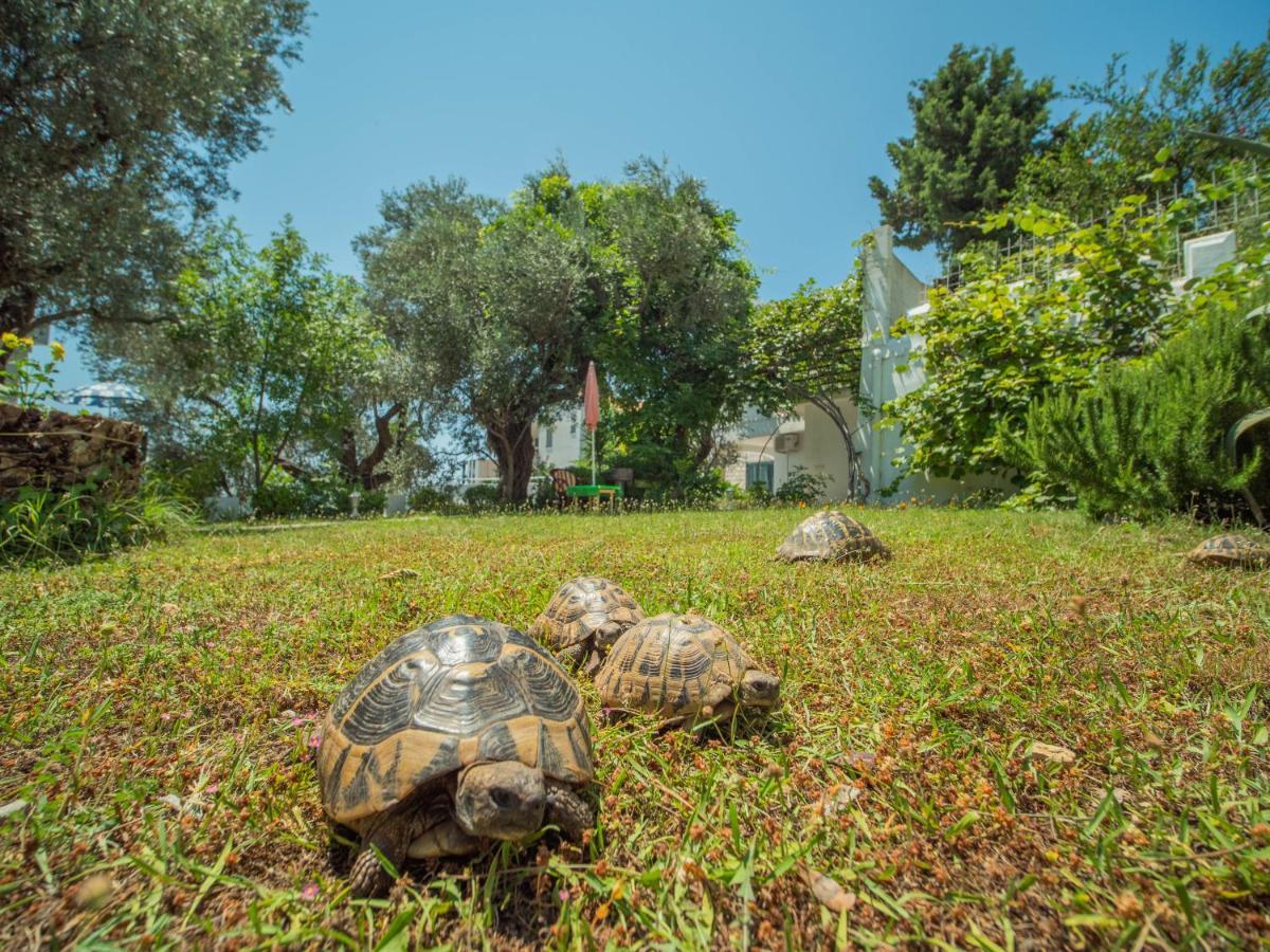 הוילה Bečići The Turtles Garden מראה חיצוני תמונה